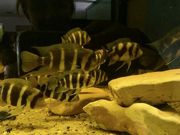 Leden 2026 ve školní družině