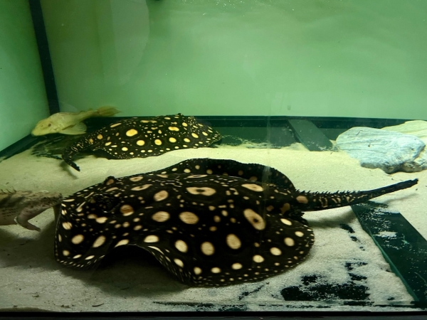 Leden 2026 ve školní družině