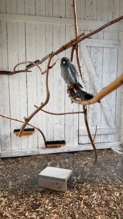 Za zvířátky do záchranné stanice v Bartošovicích